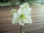 Hippeastrum