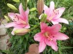 Oriental lillies