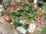 Ever faithfull begonia