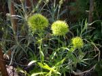 Dianthus [green trick]