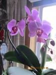 First orchid Dec 2012