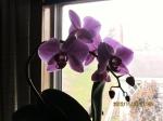 another view of first orchid bloom