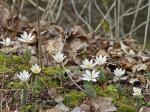 From the woods: Bloodroot