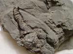 crinoid fossil