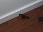 Butterfly wintering in my home