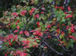 Some other berries and nice leaves.