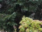 Coloured leaves and a fir tree.