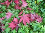 sweet woodruff and red Japanese maple