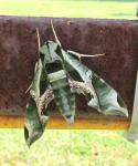 Large green moth