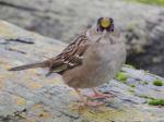 Golden-crowned Sparrow.