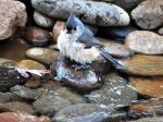 Tufted Titmouse drying off