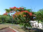 Tree with red flowers from Queensland