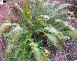 Polystichum munitum (Western Sword Fern): to be moved to new beds