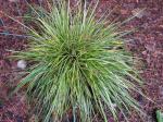 Acorus gramineus...I think..an evergreen grass that does well in the shade