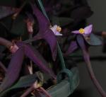 Tradescantia pallida blooms in January