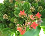 Kalanchoe