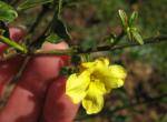 Primrose Jasmine