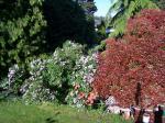 Lilac, red rhodo, red leaf branch from neighbor's tree