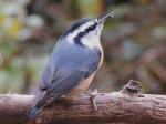 Nuthatch