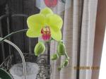 Yellow orchid (I finally captured true color).