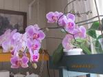 orchids Jan 2013