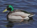 male mallard