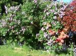 Another shot of rhodo inbetween lilac and neighboring branch