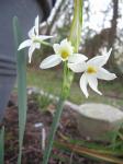 wild daffodil