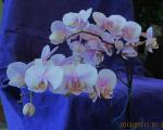 orchid Jan 13 2013