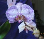 orchid close up Jan 11 2013