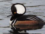 Hooded Merganser