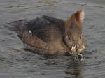 Hooded Merganser female.