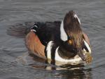 Hooded merganser male.