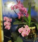 orchid in plant room.