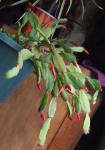 Rhipsalis gaertneri (Easter Cactus) flower buds