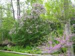 A wall of Lilacs May 22, 2009