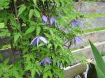 Clematis close-up