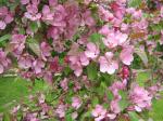 Flowering Crabapple May 22, 2009