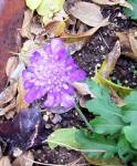 Scabiosa calumbaria 'Pincushion flower'