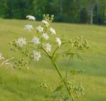 closeup of top of unknown plant