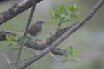 The male wren in our lilac.