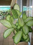 Common dumb cane