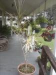 Dracaena marginata 'tricolor'