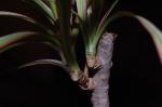 New tops develop from cut Dracaena marginata trunk