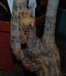 Dracaena marginata trunk after removing original leader.