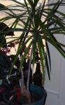 Dracaena marginata tree with newer tops