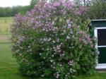 Lilac in bloom