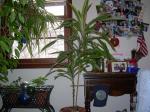Dracena corn plant in sunroom