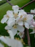 Apple Blossom's