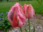 "Apricot Parrot" Tulip's